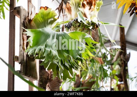 Bellissime foglie di platycerio, felce di corno, corna di cervo, foglie a forma di corno di cervo sulla parete. Foto Stock