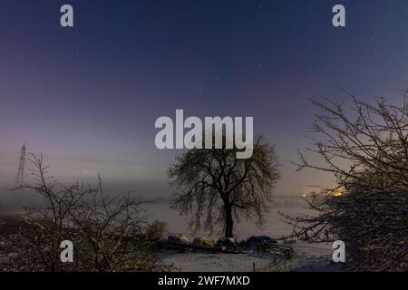 Lone Tree in una notte d'inverno con cielo pieno di stelle. Contea di Durham, Inghilterra, Regno Unito. Foto Stock