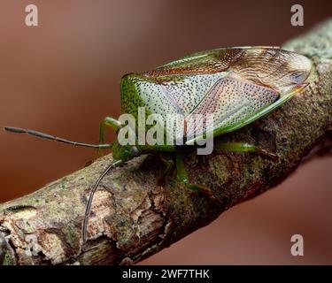 Birch Shieldbug (Elasmostethus interstinctus) su ramoscello di faggio. Tipperary, Irlanda Foto Stock