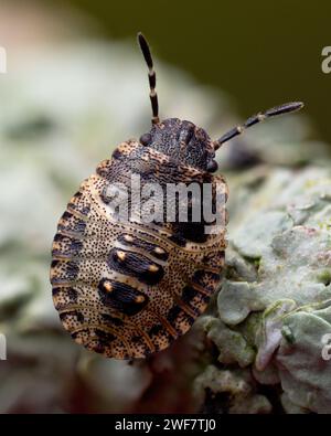 Forest Shieldbug nymph (Pentatoma rufipes). Tipperary, Irlanda Foto Stock