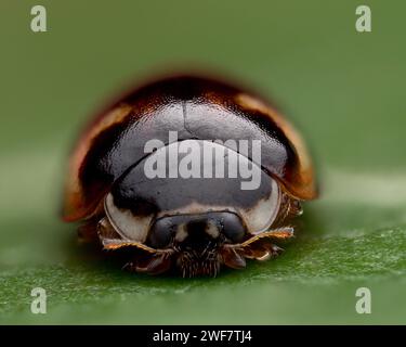 Veduta frontale di 10 punti Ladybird (Adalia decempunctata) forma bimaculata. Tipperary, Irlanda Foto Stock