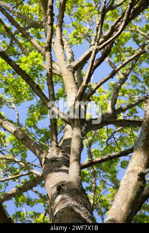 Pezzata splendente di luce solare attraverso la campagna inglese. Foto Stock