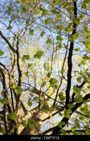 Pezzata splendente di luce solare attraverso la campagna inglese. Foto Stock