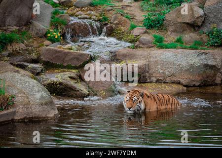 Una tigre che cammina in ruscello poco profondo nella foresta Foto Stock