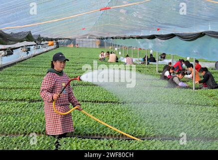 Shijiazhuang, provincia cinese di Hebei. 29 gennaio 2024. I membri del personale di una cooperativa di piantine vegetali lavorano in una serra a Xiaomazhuang, città di Luanzhou, nella provincia di Hebei nella Cina settentrionale, 29 gennaio 2024. Negli ultimi anni, la città di Luanzhou ha vigorosamente integrato cooperative, piantare basi e famiglie per sviluppare la piantagione in serra standardizzata e su larga scala di ciliegie, cetrioli, pomodori e altri tipi di frutta e verdura nel tentativo di aumentare il reddito degli agricoltori. Crediti: Yang Shiyao/Xinhua/Alamy Live News Foto Stock