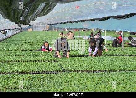 Shijiazhuang, provincia cinese di Hebei. 29 gennaio 2024. I membri del personale di una cooperativa di piantine vegetali lavorano in una serra a Xiaomazhuang, città di Luanzhou, nella provincia di Hebei nella Cina settentrionale, 29 gennaio 2024. Negli ultimi anni, la città di Luanzhou ha vigorosamente integrato cooperative, piantare basi e famiglie per sviluppare la piantagione in serra standardizzata e su larga scala di ciliegie, cetrioli, pomodori e altri tipi di frutta e verdura nel tentativo di aumentare il reddito degli agricoltori. Crediti: Yang Shiyao/Xinhua/Alamy Live News Foto Stock