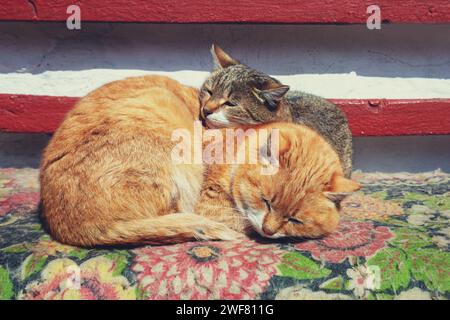 Due gatti dormienti. Gatti sdraiati su un tappeto all'aperto Foto Stock