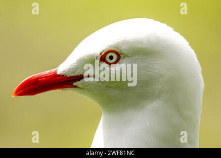 Un primo piano di un gabbiano d'argento, Chroicocephalus novaehollandiae Foto Stock