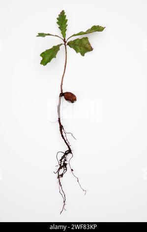 Una piantina di querce esposta con radici e ghianda su uno sfondo bianco nello studio Foto Stock