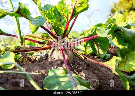 La barbabietola matura cresce nel terreno nell'orto in estate, da vicino. Nutrizione vegetariana Foto Stock