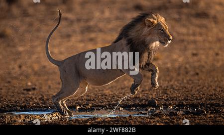 Leone nel Kalahari che salta sull'acqua in tipico stile gatto. Foto Stock