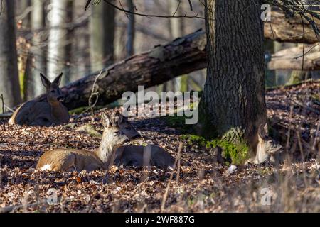 Un gruppo di cervi caprioli, Capreolus Capreolus, distesi e rilassanti nella foresta autunnale Foto Stock