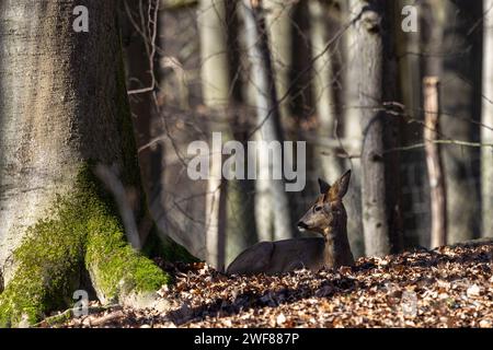 Un capriolo - Capreolus Capreolus - disteso e rilassante nella foresta autunnale Foto Stock