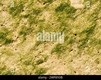 Strato di alghe monocellari e di altri batteri sulla piana fangosa della piana mareale alla bassa marea dell’insenatura di Slijkgat nel Mare del Nord a sud di Rotterdam, Paesi Bassi Foto Stock