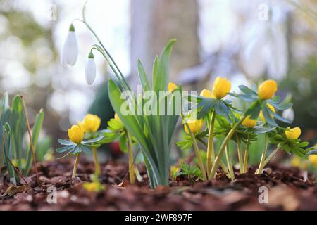 Uno dei posti migliori per vedere le nevicate di Londra, seguendo il sentiero intorno allo storico Chelsea Psychic Garden, nel gennaio 2024, SW London, Regno Unito Foto Stock