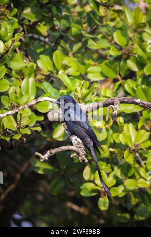 Drongo nero, Dicrurus macrocercus, Bhitarkanika, Orissa, India Foto Stock