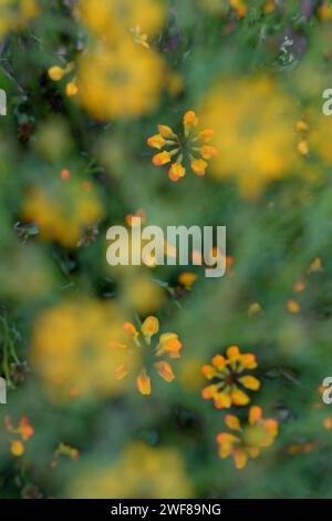 Sfocatura astratta e colorata di fiori selvatici in un campo, creando una rappresentazione onirica e artistica di bellezza naturale Foto Stock