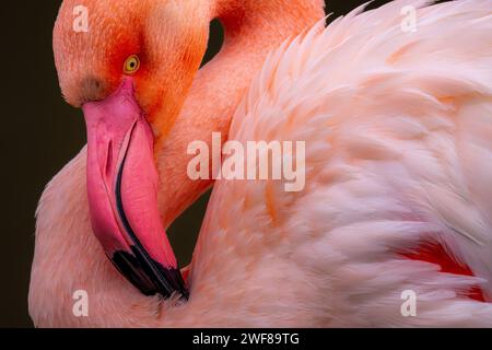 Primo piano della testa e del collo di un fenicottero con dettagli intricati in piuma su uno sfondo scuro, che ne mostrano l'occhio e il becco sorprendenti Foto Stock