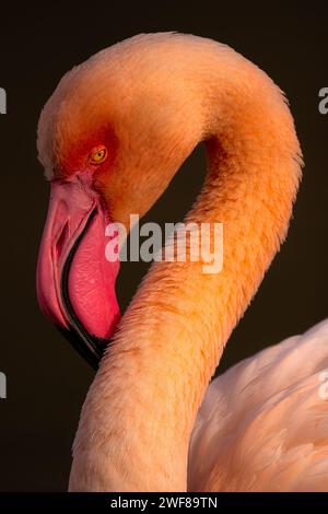 Primo piano della testa e del collo di un fenicottero con dettagli intricati in piuma su uno sfondo scuro, che ne mostrano l'occhio e il becco sorprendenti Foto Stock