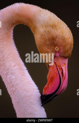 Primo piano della testa e del collo di un fenicottero con dettagli intricati in piuma su uno sfondo scuro, che ne mostrano l'occhio e il becco sorprendenti Foto Stock