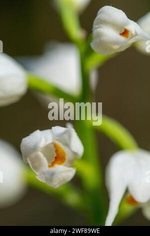 Vista ravvicinata dei delicati fiori bianchi di Cephalanthera rubra, conosciuta anche come l'elleborina rossa, nel suo ambiente naturale boschivo. Foto Stock