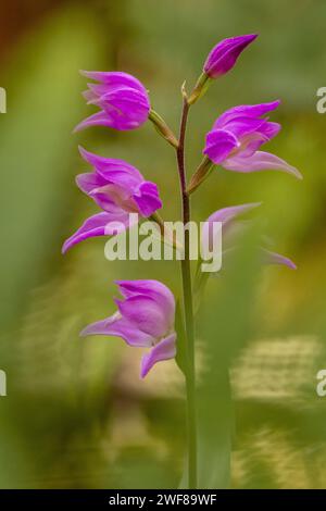 Un primo piano che cattura i suggestivi fiori viola di Orchis langei su un morbido sfondo verde. Foto Stock