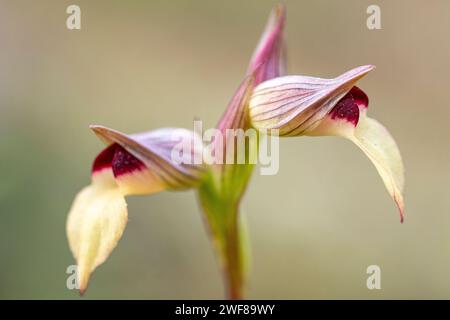 Primo piano della delicata orchidea Serapias lingua, che mostra i suoi intricati motivi e colori su uno sfondo morbido e sfocato. Foto Stock