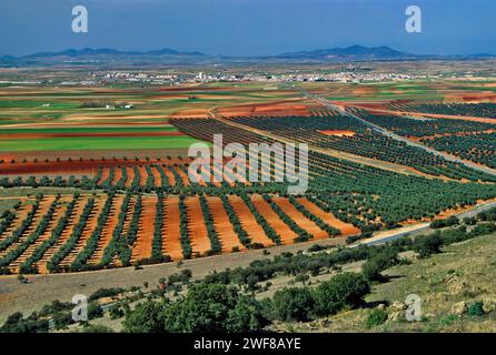 Oliveti vicino a Orgaz, visti dalla Sierra de los Yebenes, Castilla-la Mancha, Spagna Foto Stock