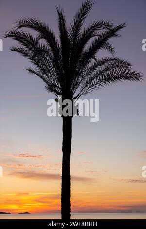 Una maestosa palma si erge su una spiaggia tropicale mentre il sole tramonta sullo sfondo Foto Stock