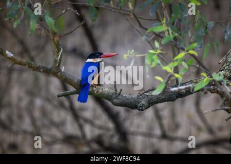 Kingfisher con tappo nero, Halcyon pileata, Bhitarkanika, Orissa, India Foto Stock