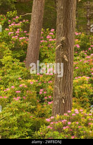 Foresta costiera con la Pacific rododendri (Rhododendron macrophyllum), Oregon Dunes National Recreation Area, Oregon Foto Stock