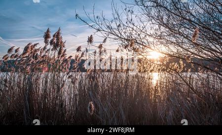 I raggi del sole che filtrano attraverso le canne durante il tramonto in riva al lago Foto Stock