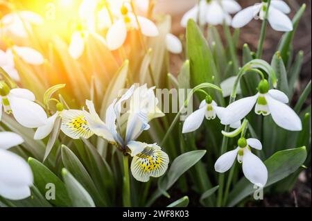 gocce di neve e fiore dell'iris. Vista dei fiori primaverili in una radura nella foresta. Una nuova freschissima goccia di neve fiorisce in una splendida mattinata di sole. Fiori selvatici io Foto Stock