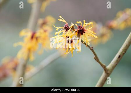 Hamamelis intermedia Harry, Strega hazel Harry, arbusto deciduo, fiori giallo-arancio pallido in inverno e all'inizio della primavera Foto Stock