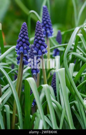 Muscari neglectum, Giacinto di uva comune, Giacinto di uva amilacinto, picchi di densa, blu, fiori a forma di urna Foto Stock