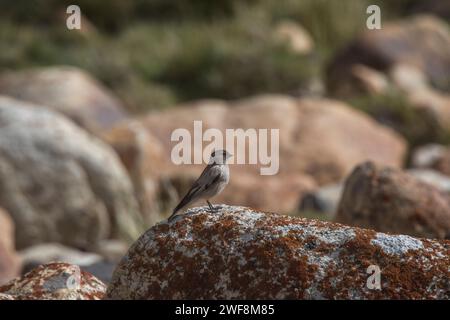 Brandt's Mountain Finch, Leucosticte brandti, passo di Chang la, Leh Ladakh, Jammu Kashmir, India Foto Stock