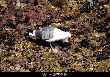 Il gabbiano dell'aringa americano o gabbiano dello Smithsonian (Larus smithsonianus) è un gabbiano originario del Nord America e dell'Asia orientale. Questa foto è stata scattata in un San Dieg Foto Stock