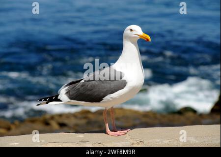 Il gabbiano dell'aringa americano o gabbiano dello Smithsonian (Larus smithsonianus) è un gabbiano originario del Nord America e dell'Asia orientale. Questa foto è stata scattata in un San Dieg Foto Stock