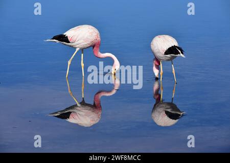 il fenicottero andino (Phoenicoparrus andinus) è una specie di fenicottero che vive sulle Ande. Questa foto è stata scattata a Laguna Chaxa, nel deserto di Atacama, CH Foto Stock