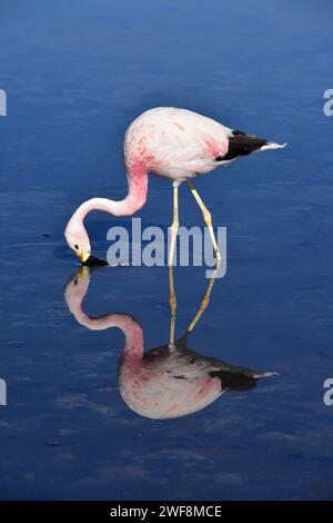 il fenicottero andino (Phoenicoparrus andinus) è una specie di fenicottero che vive sulle Ande. Questa foto è stata scattata a Laguna Chaxa, nel deserto di Atacama, CH Foto Stock