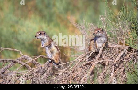Due scoiattoli in terra barbaresca, Atlantoxerus getulus scoiattolo moresco, che si pongono insieme su un ramoscello asciutto, Fuerteventura, Canarie, Spagna Foto Stock