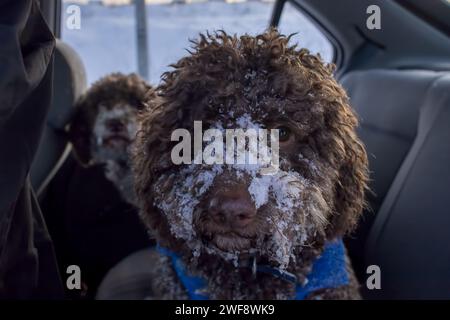 cani coperti di neve in piedi sul sedile posteriore Foto Stock