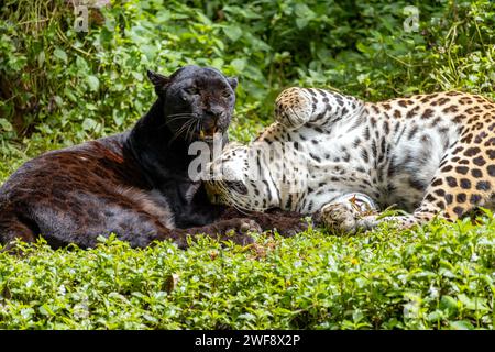 Il leopardo nero indocinese con il leopardo maculato (Panthera pardus delacouri) gioca insieme nella natura tropicale Foto Stock