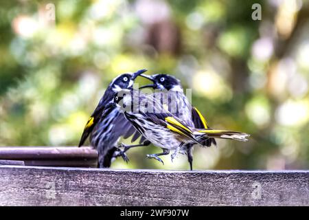 Un gruppo di New Holland Honeyeaters, Phylidonyris novaehollandiae, focalizzazione selettiva sull'uccello frontale. Sfondo morbido del fogliame. Tasmania, Australia. Foto Stock