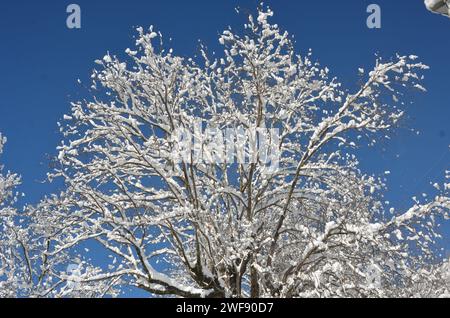 Condizioni climatiche invernali in Pakistan, Noce Tree durante le forti nevicate Foto Stock