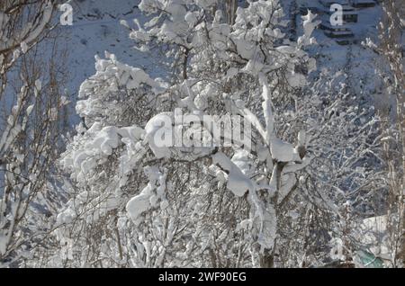 Condizioni climatiche invernali in Pakistan, Noce Tree durante le forti nevicate Foto Stock