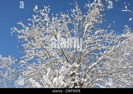 Condizioni climatiche invernali in Pakistan, Noce Tree durante le forti nevicate Foto Stock