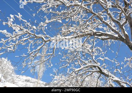 Condizioni climatiche invernali in Pakistan, Noce Tree durante le forti nevicate Foto Stock