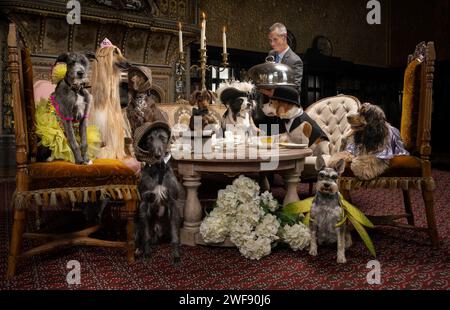 Selezione di cani che gusteranno il tè pomeridiano in una casa signorile, indossando una selezione di cappelli e costumi Foto Stock