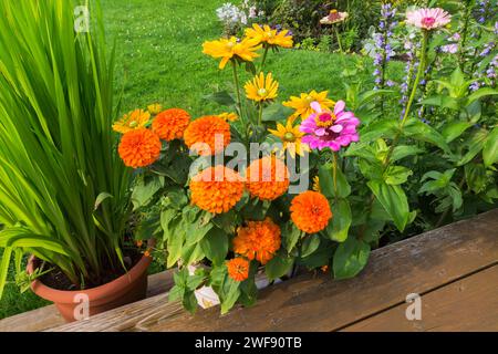 Zinnia arancione, Rudbeckia hirta giallo - Coneflower, Zinnia violacea che cresce in contenitore sul gradino del ponte di legno in estate. Foto Stock